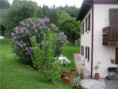 /album/galerie-photos/fleurs-jpg/